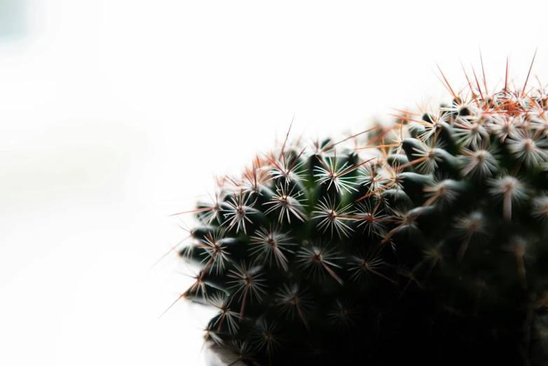 a bunch of small round cactus plants on a white background