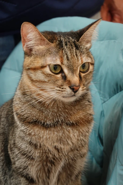 a cat is sitting on a light blue pillow