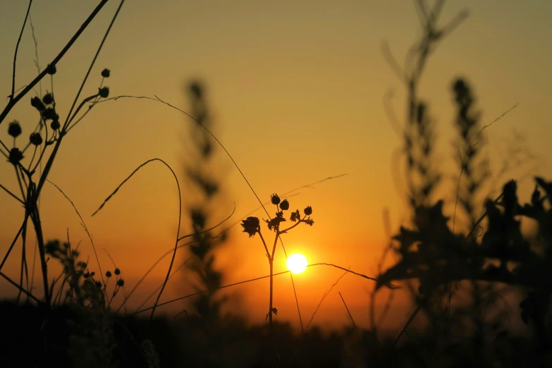 a sunset seen through some plants in a field