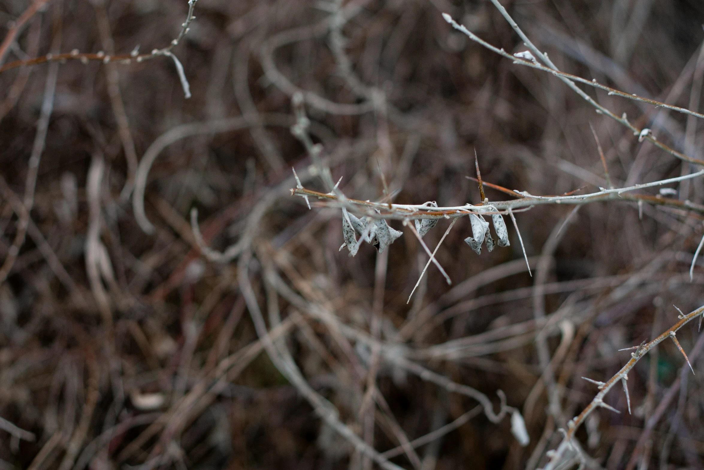 three nches with small ice buds hanging from them