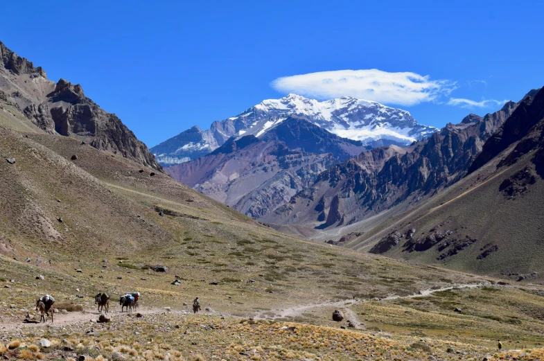 several animals that are walking along side of the mountain