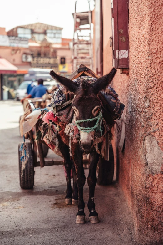 donkey with saddle walking down side of a building