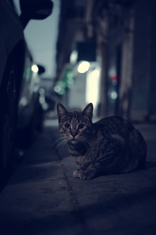 a tabby cat sitting on a side walk at night