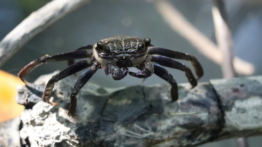 the spider is jumping on a tree limb