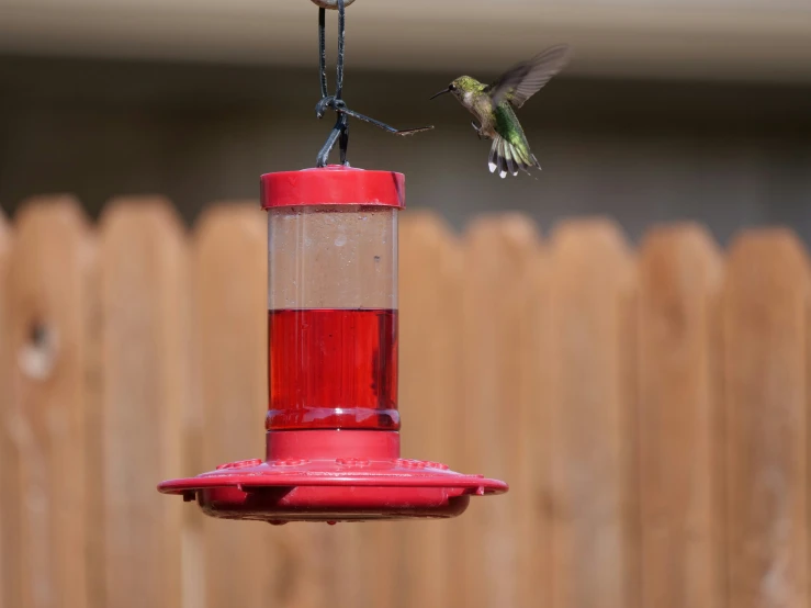 a red and white hummingbird sitting on a red bird feeder