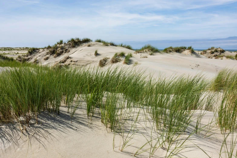 green grass growing on top of sand dunes