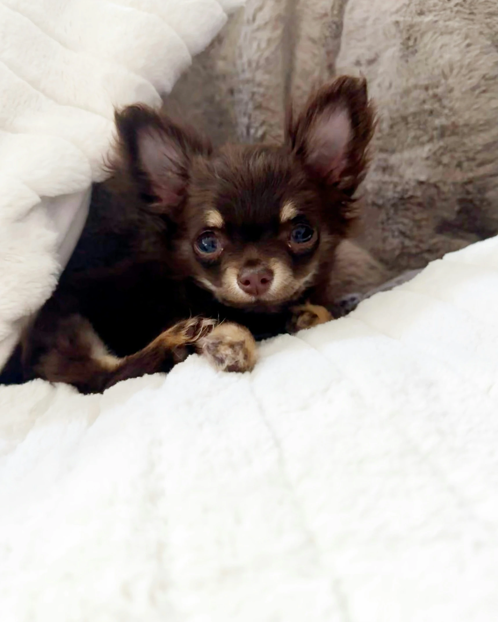 a dog sitting on the bed while under blankets