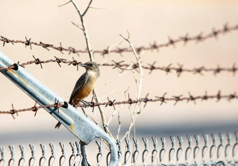 a small bird sits on a barb wire fence