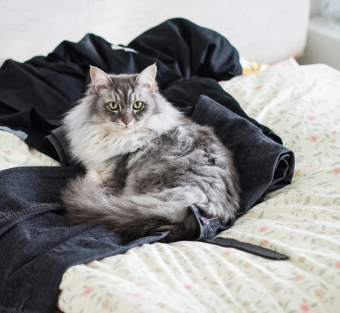 a furry cat laying on the top of a bed