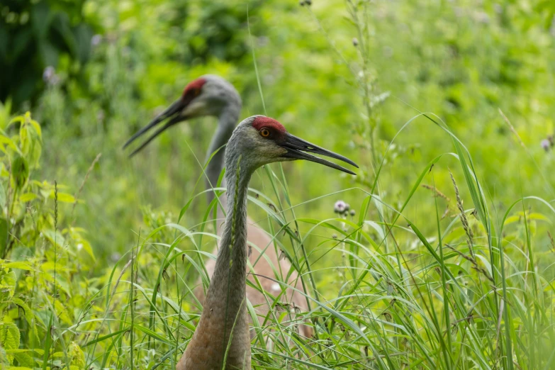 two geese are walking through tall grass and tall trees