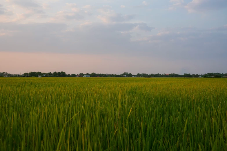 a field with some green plants and houses in the distance