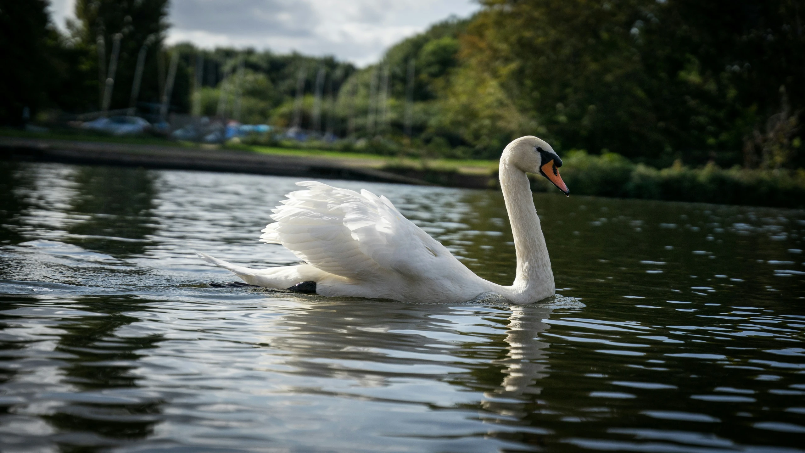 a swan swimming on top of a lake