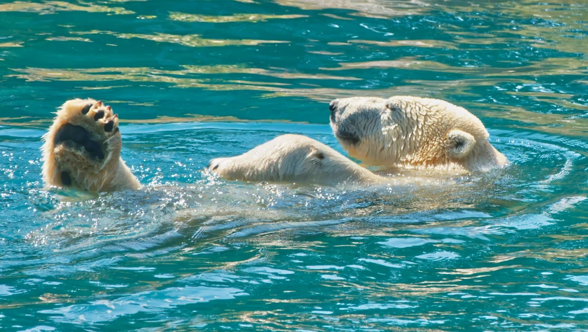 two polar bears swimming in the water