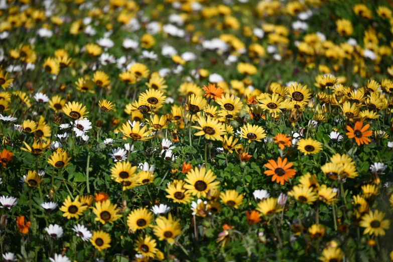 flowers on the ground with green foliage around