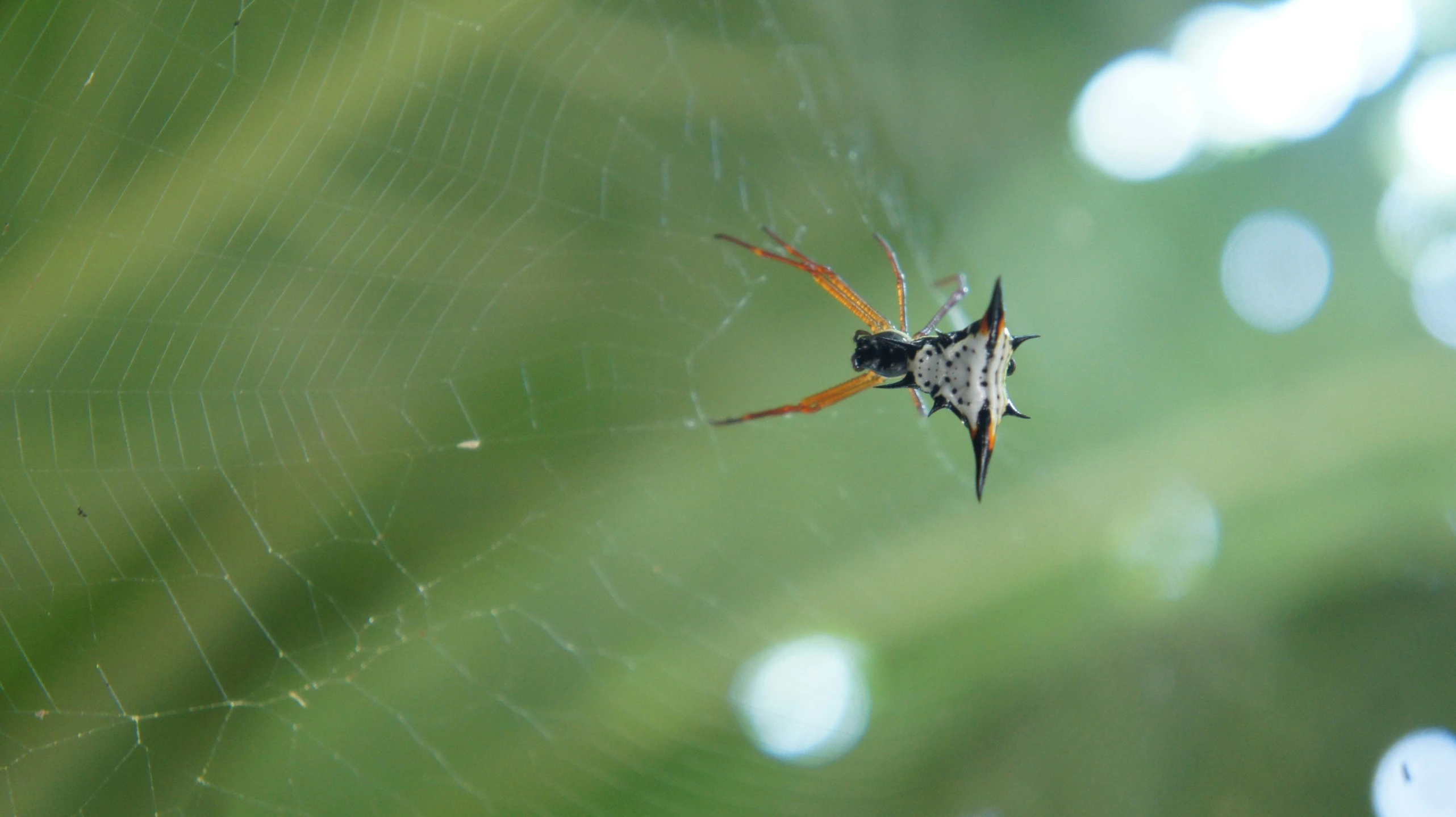 a green background with a spider in the center of it