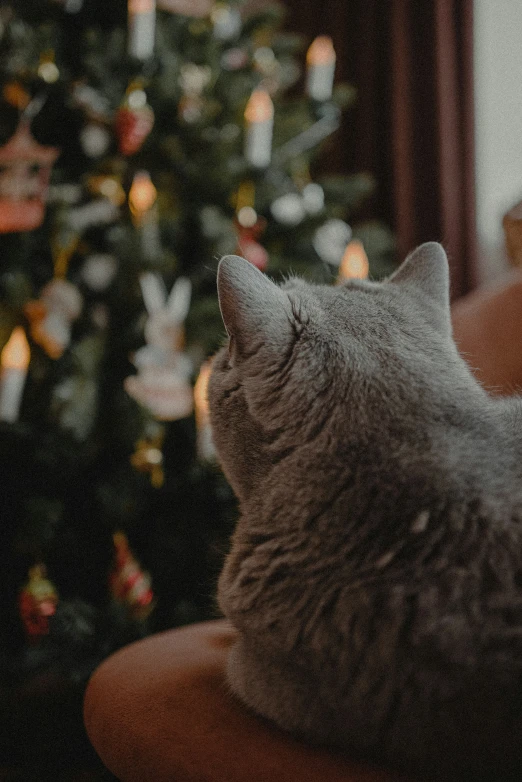 a cat that is looking to its right as it rests in a chair