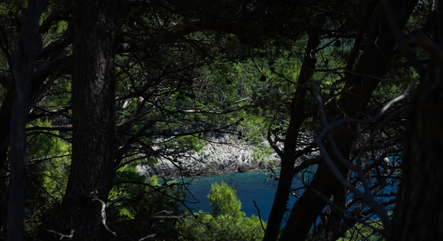 the view from a tree covered area of water