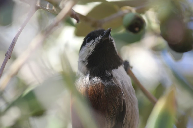 a small bird perched on top of a tree nch