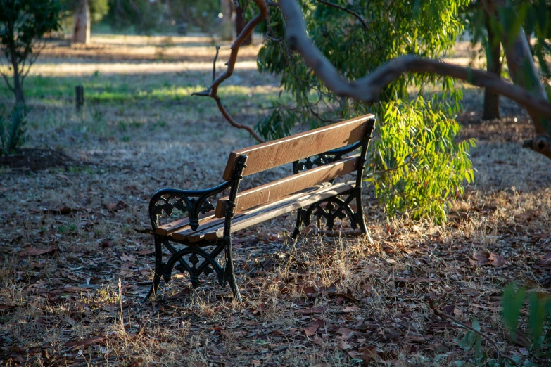 a park bench under a shady tree in the woods