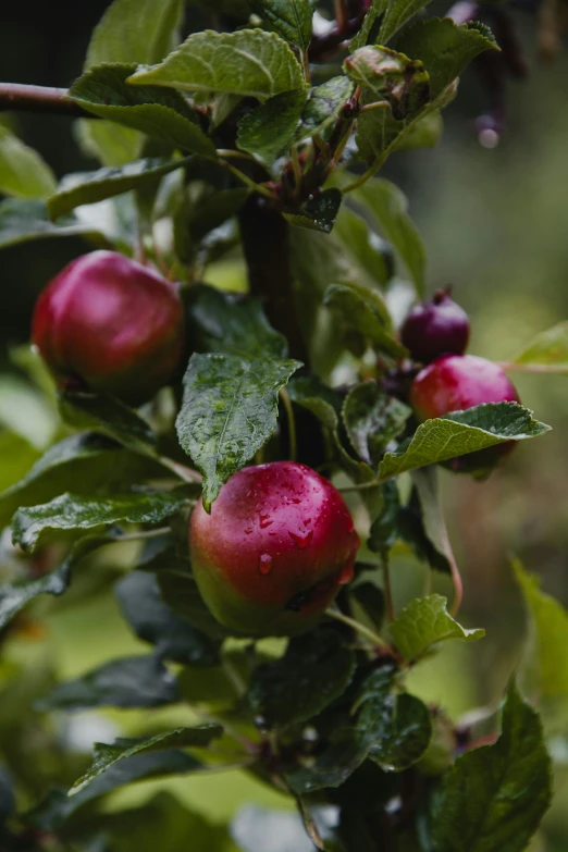 apples on tree ready for harvest after fall