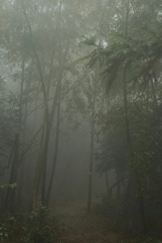 a dirt path with trees in the background covered in heavy fog