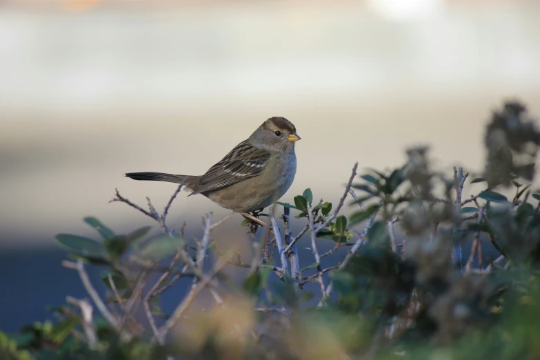 a small bird sitting on top of a shrub