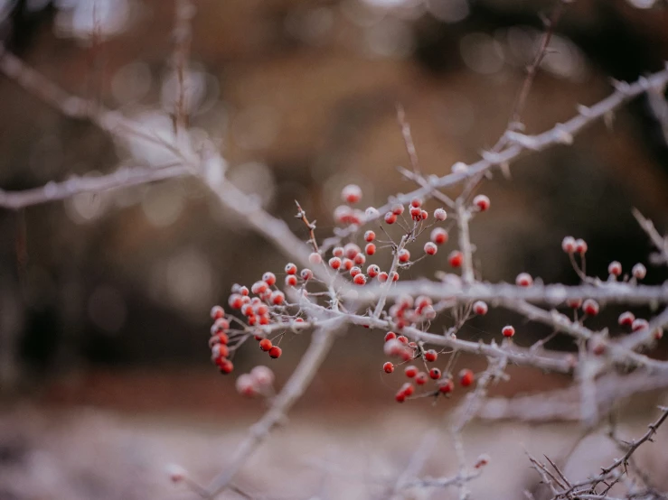 an image of berries on a tree outside