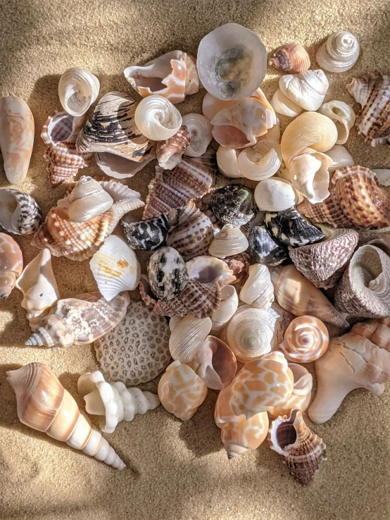a large number of shells laid out in the sand