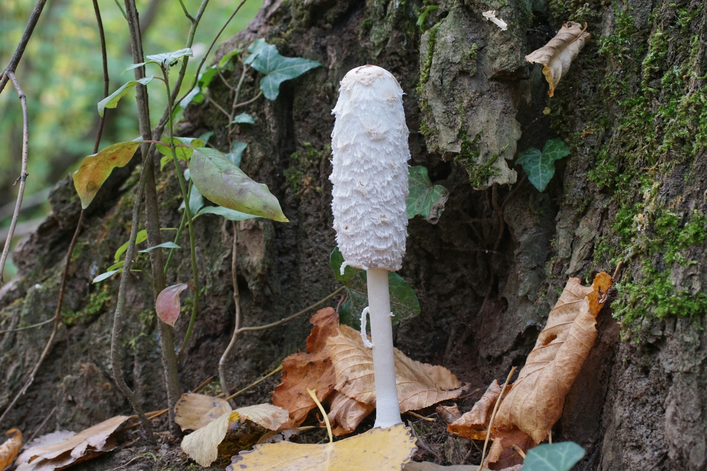 mushroom growing on the side of a tree