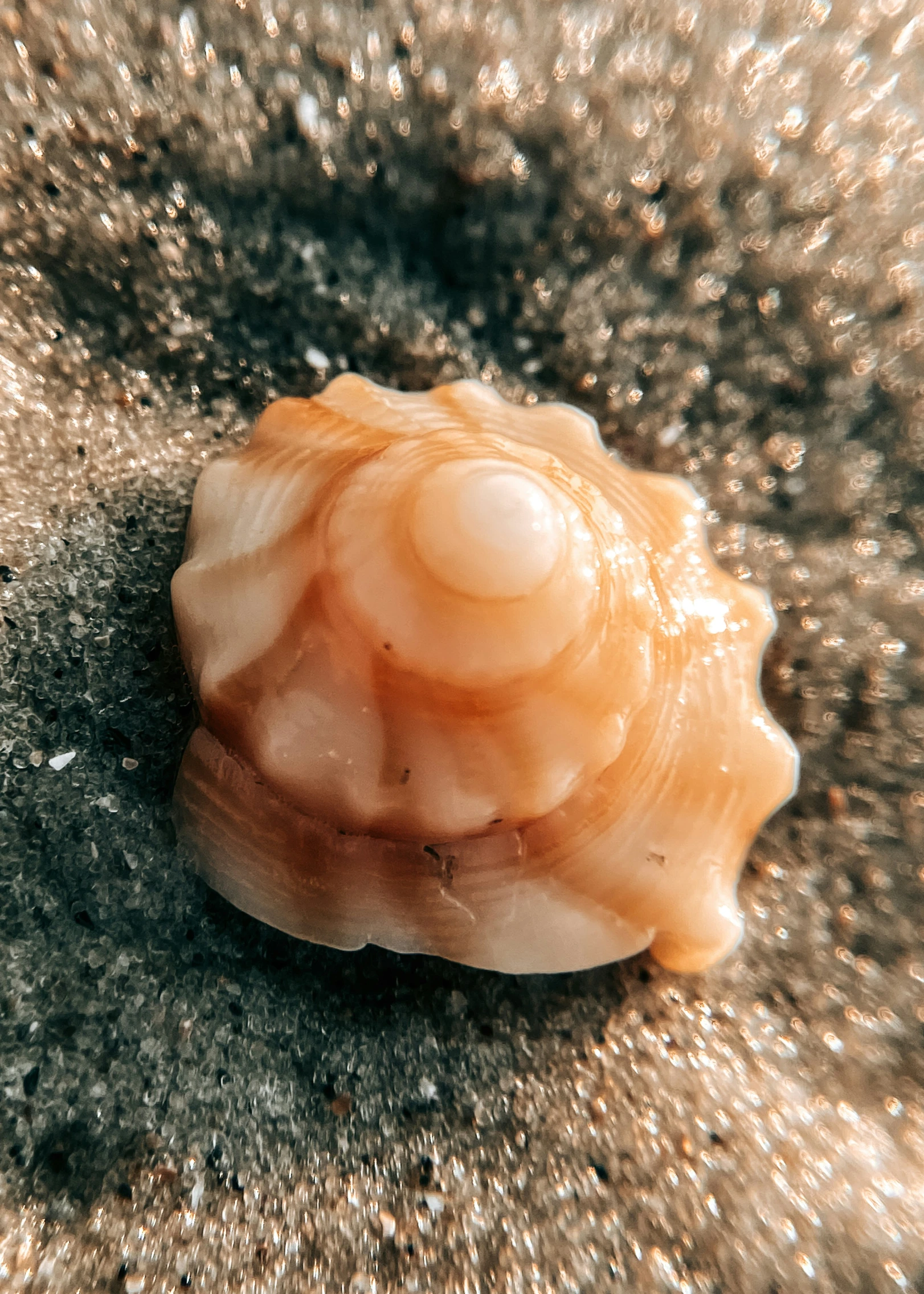 close up po of a coral on sandy ground