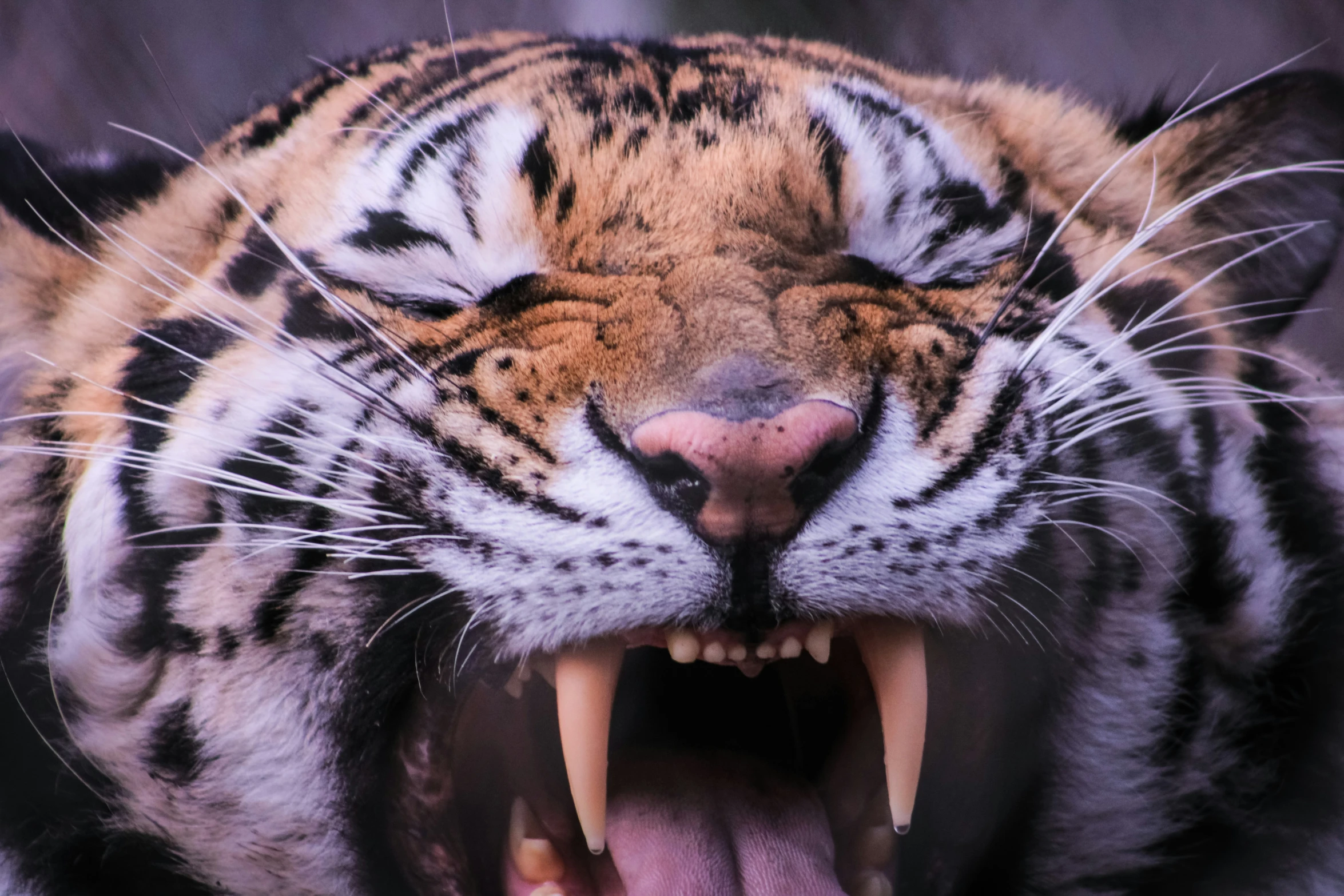 the tiger is roaring with its mouth wide open