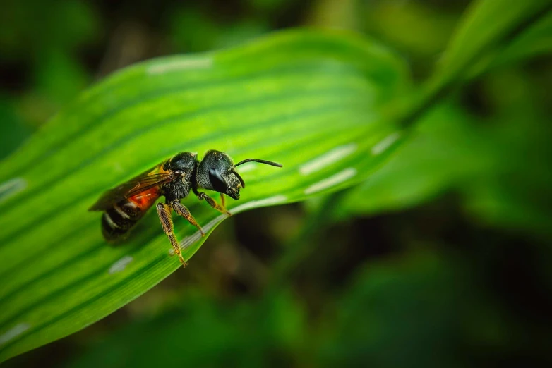 two insects sitting on top of some green leaves