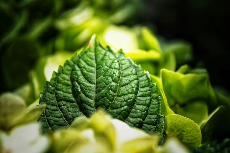 a leaf in the midst of many other green plants