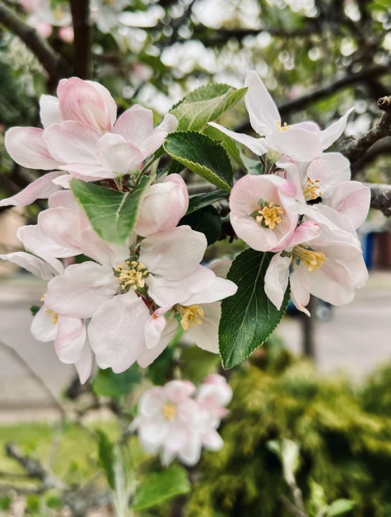 pink flowers and green leaves on the bush