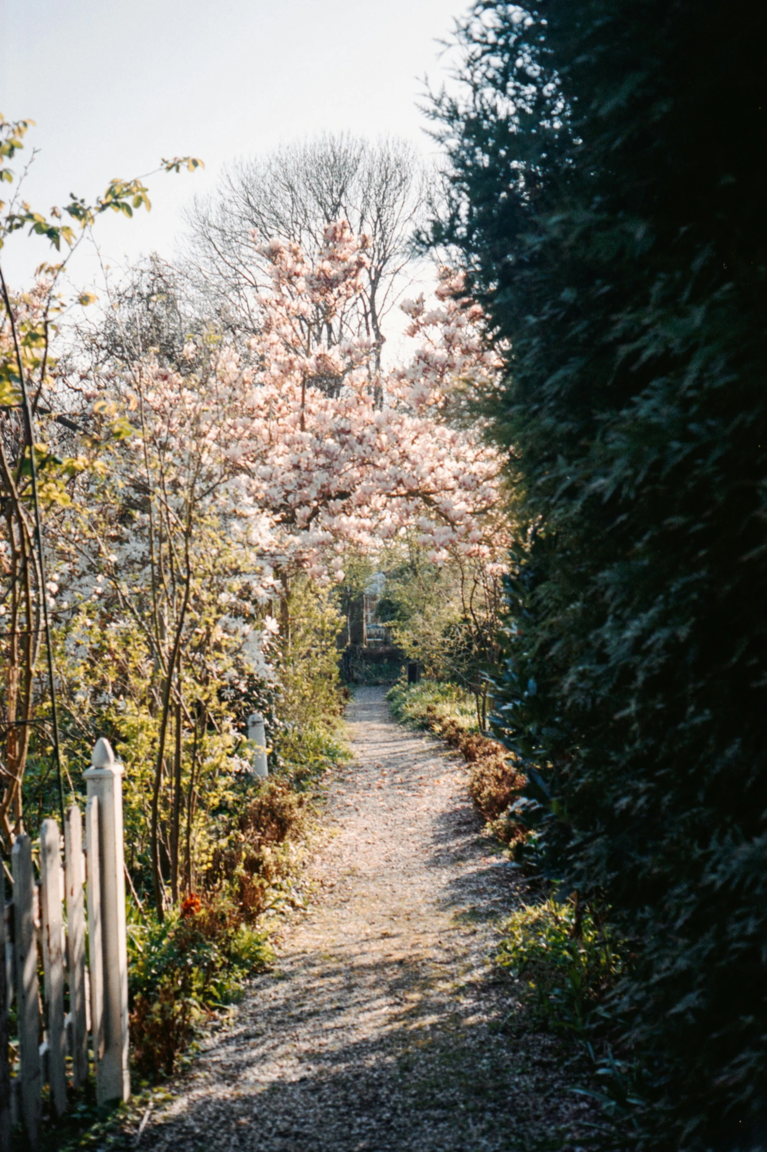 a pathway lined with trees and plants