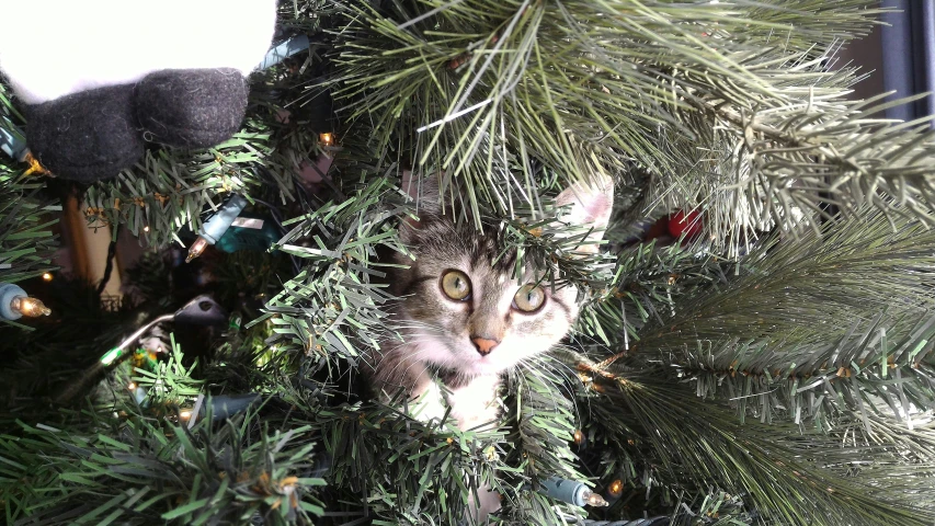 a cat peeking out from between the trees