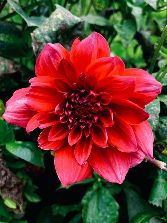 a flower is blooming in the middle of a bush