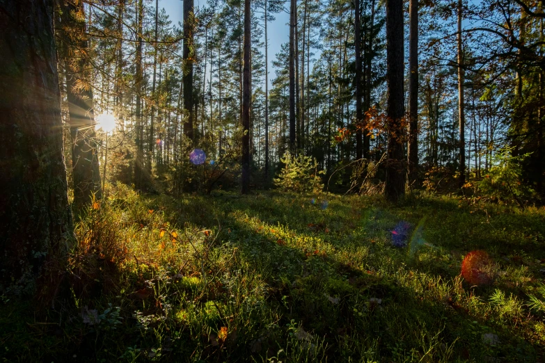 the sun is coming out through some trees in the forest