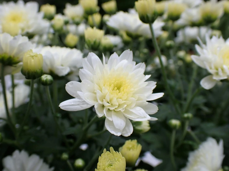 large cluster of yellow and white flowers in bloom