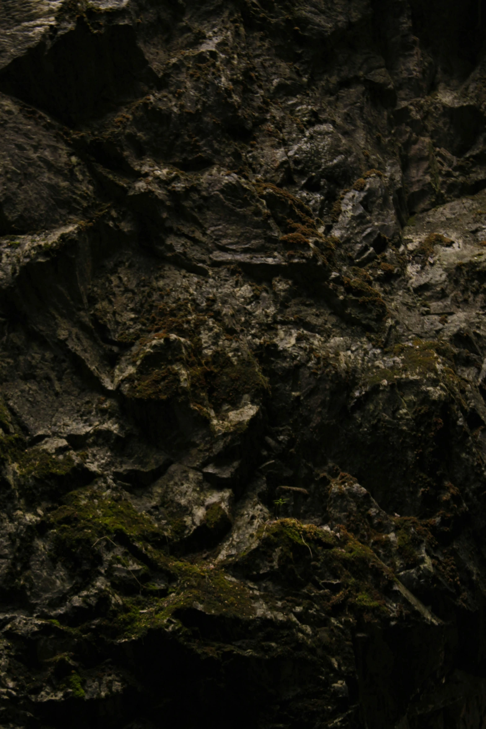 a black animal standing on top of a large boulder