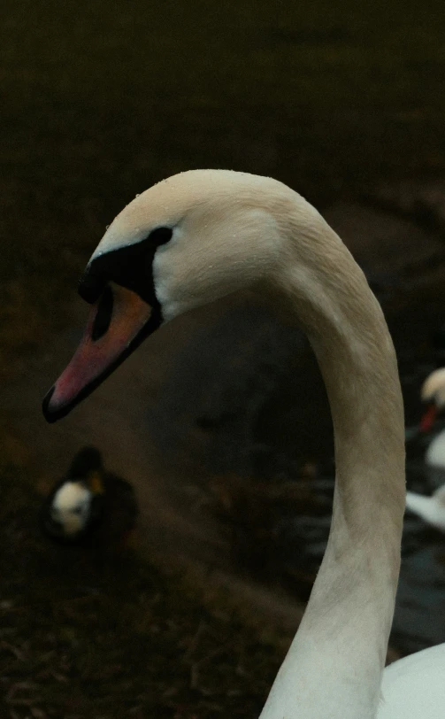 a large swan swimming across a body of water