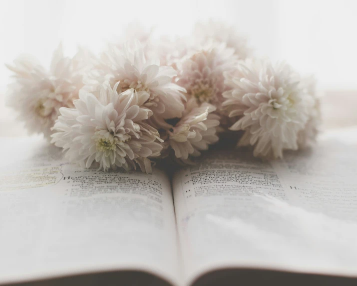 closeup of some flowers on an open book
