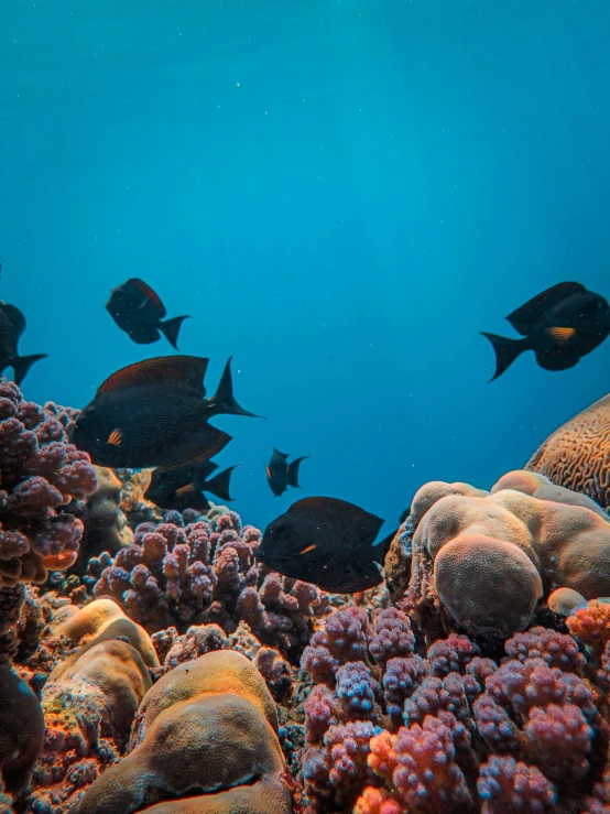 a group of fish swim over a reef with soft corals