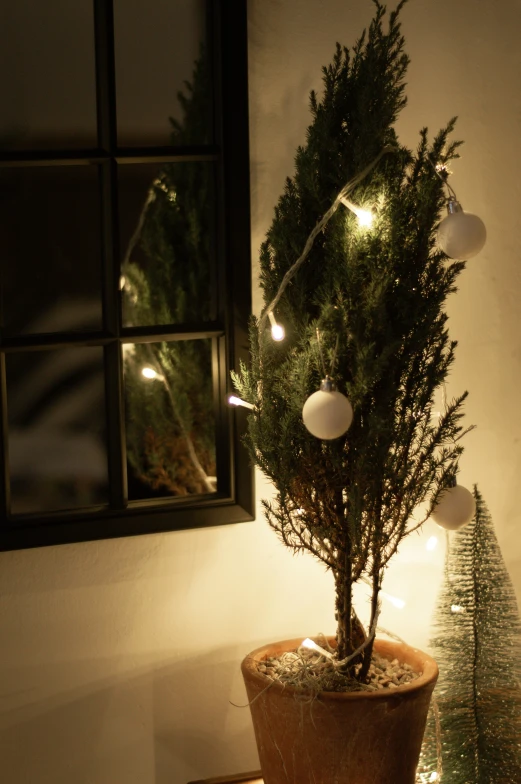 a potted tree that is decorated with little lights