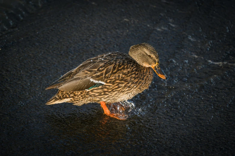 a close up of a duck on the ground