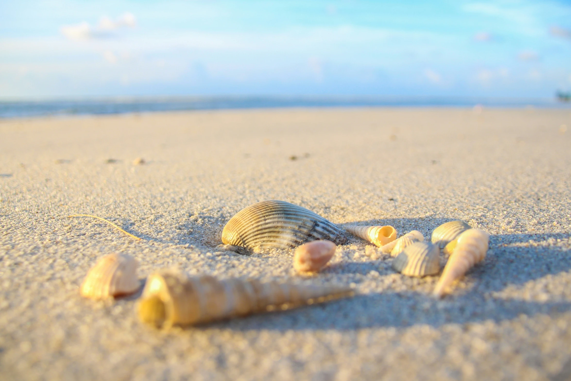 sea shells are gathered on the sand of the beach