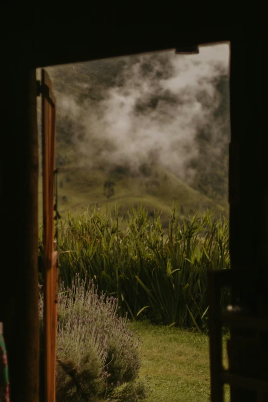 a field with bushes and fogs coming from behind