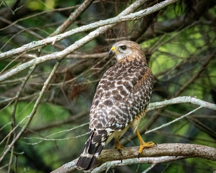 a falcon is perched in the nches of trees