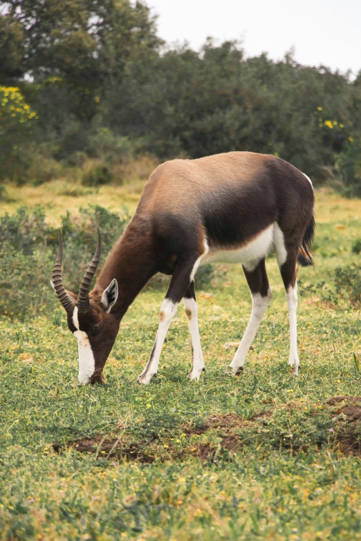 a small antelope standing on a lush green field