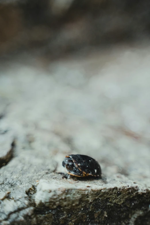 an insect sitting on the cement, with no legs